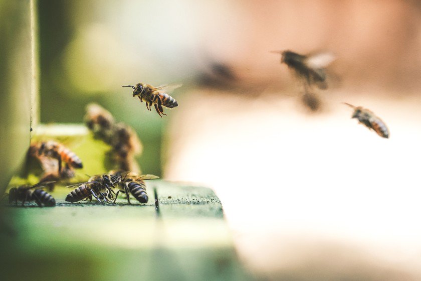 La Unión Europea acaba de tomar una decisión clave para el futuro de las abejas: prohíbe definitivamente los neonicotinoides xataka.com/p/206829