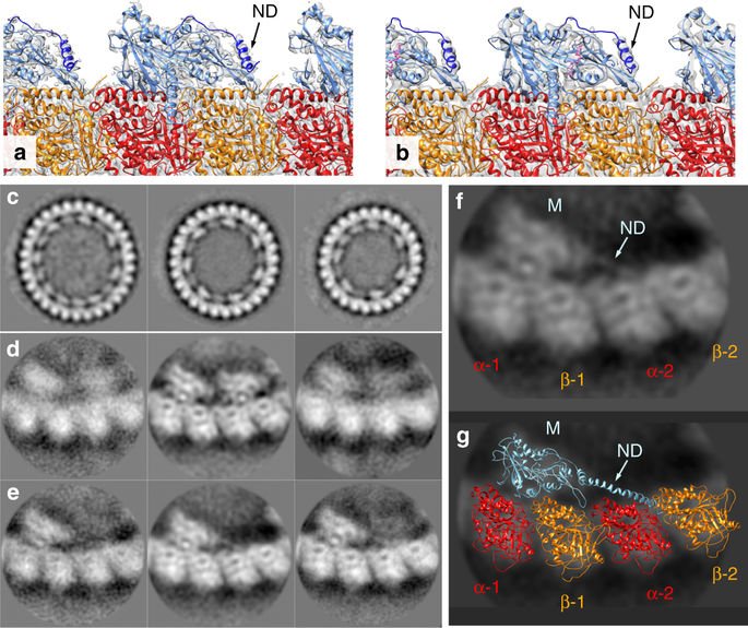 Nature Communications (@naturecomms) on Twitter photo Sosa lab <a href="/EinsteinMed/">Albert Einstein College of Medicine - Official</a> provides structural insights into kinesin-13 mediated microtubule depolymerisation.
go.nature.com/2HQuXoi Sosa lab <a href="/EinsteinMed/">Albert Einstein College of Medicine - Official</a> provides structural insights into kinesin-13 mediated microtubule depolymerisation.
go.nature.com/2HQuXoi