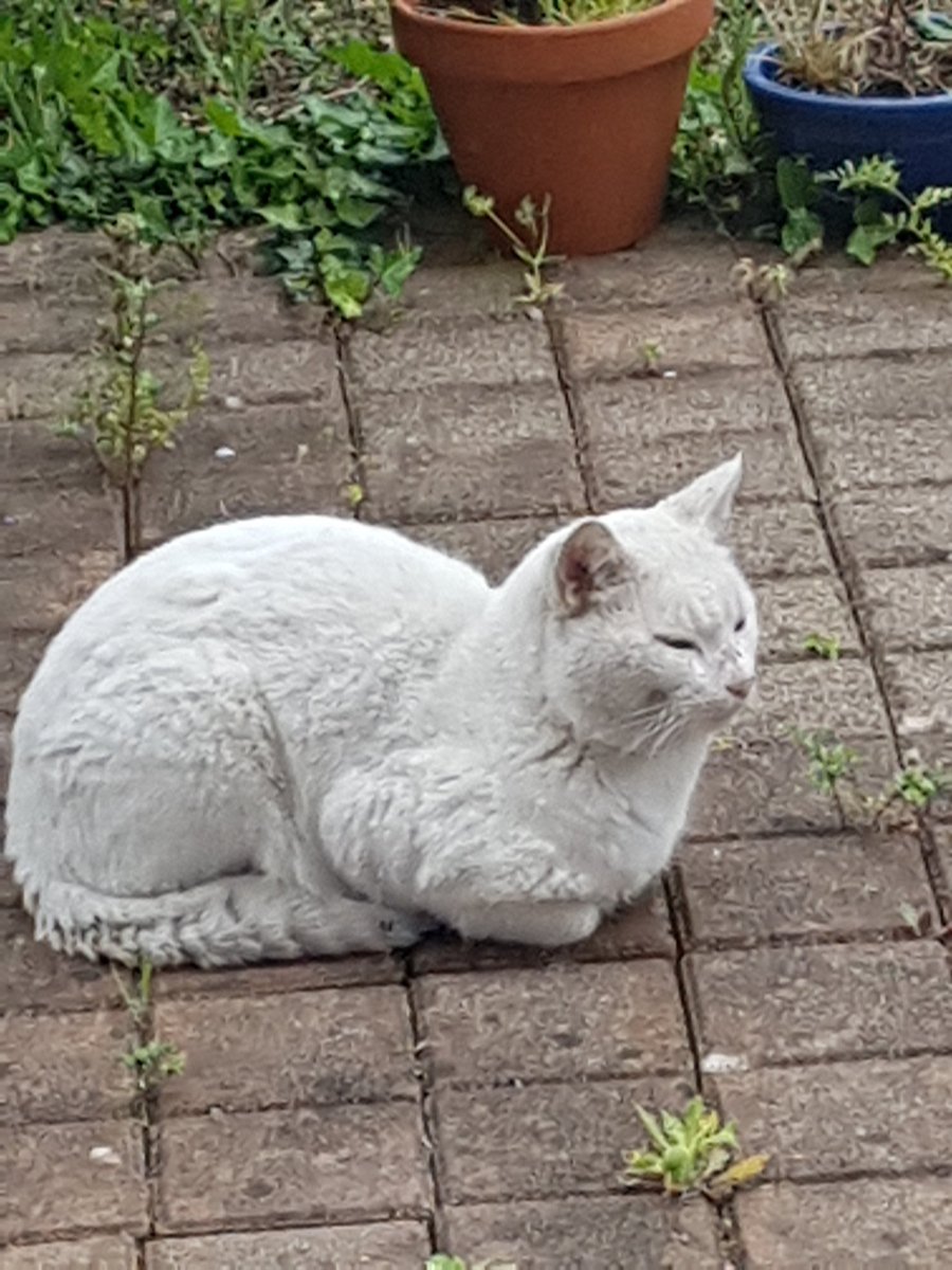 Depuis quelques jours ce chat a elu domicile dans mon jardin. Il est impossible de l'approcher. A qui manque-til ? #Cugnaux #trouvéchat #Perdu #Chat #perduchat