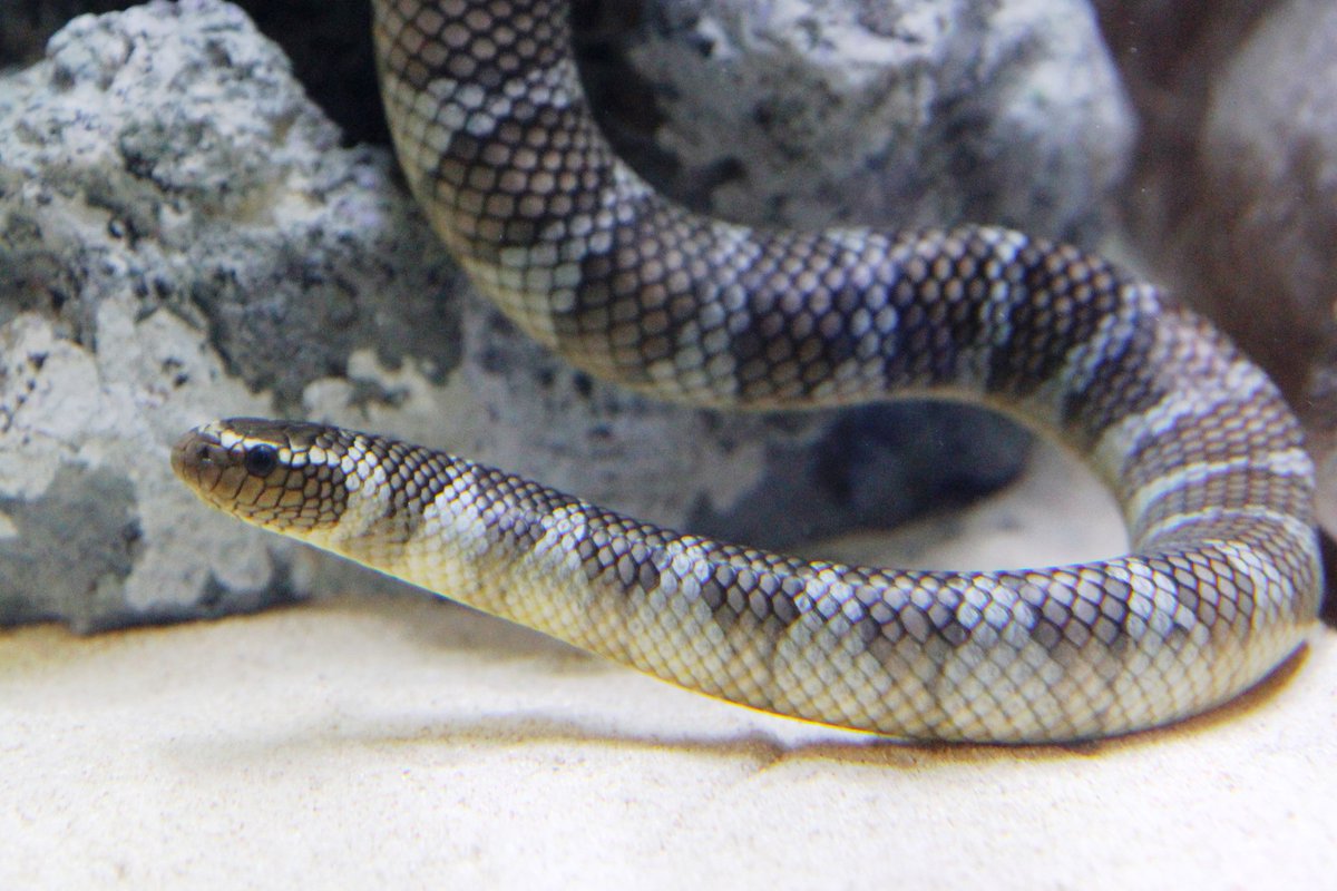 アクアワールド茨城県大洗水族館 Dr ポイズンだ 毒 ラボ で新たな生き物を展示したぞ その名はシマウミヘビだ シマウミヘビは魚のなかまで毒は持っていないが は虫類のウミヘビに体の色を似せているぞ 毒 ラボ は５月６日までだから 直接来