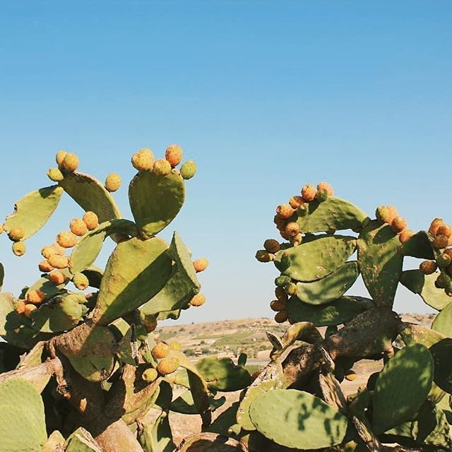 igers_agrigento's tweet photo. “La natura ci sfida ad essere solidali e attenti alla custodia del creato, anche per prevenire, per quanto possibile, le conseguenze più gravi.”
Complimenti a @desirrriot per il suo scatto, nostra cartolina di oggi!
#igersagrigento #igersitalia #igerssic… https://t.co/k11z5MxoHw https://t.co/9s1rAYUKTI