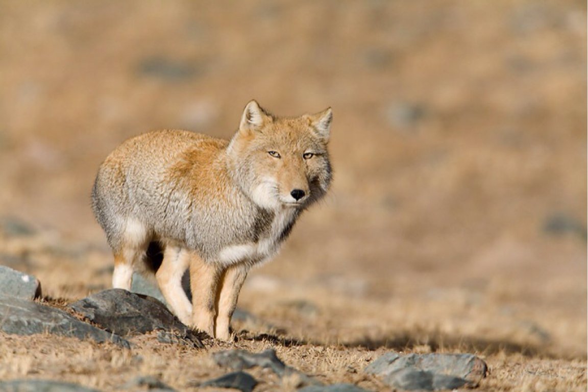 genrelisation's tweet photo. @blogfullofwords oh hell yeah foxes are SICK daemons, we propose that @grovelund is the fox on the left and @solwat is the fox on the right https://t.co/HHVJXrgsTI