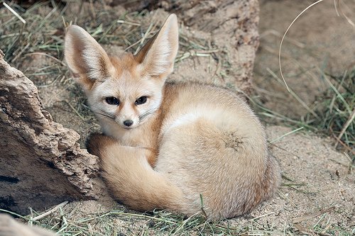genrelisation's tweet photo. @blogfullofwords oh hell yeah foxes are SICK daemons, we propose that @grovelund is the fox on the left and @solwat is the fox on the right https://t.co/HHVJXrgsTI
