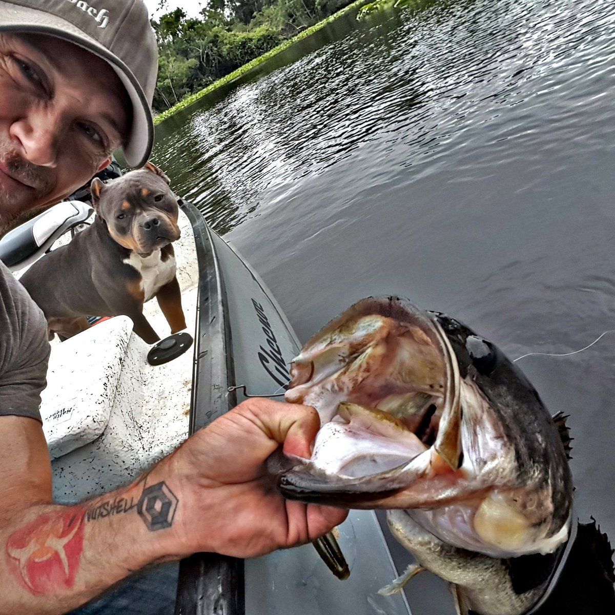 PaulGriste's tweet photo. Rat creek toad https://t.co/jQ97u795IU
