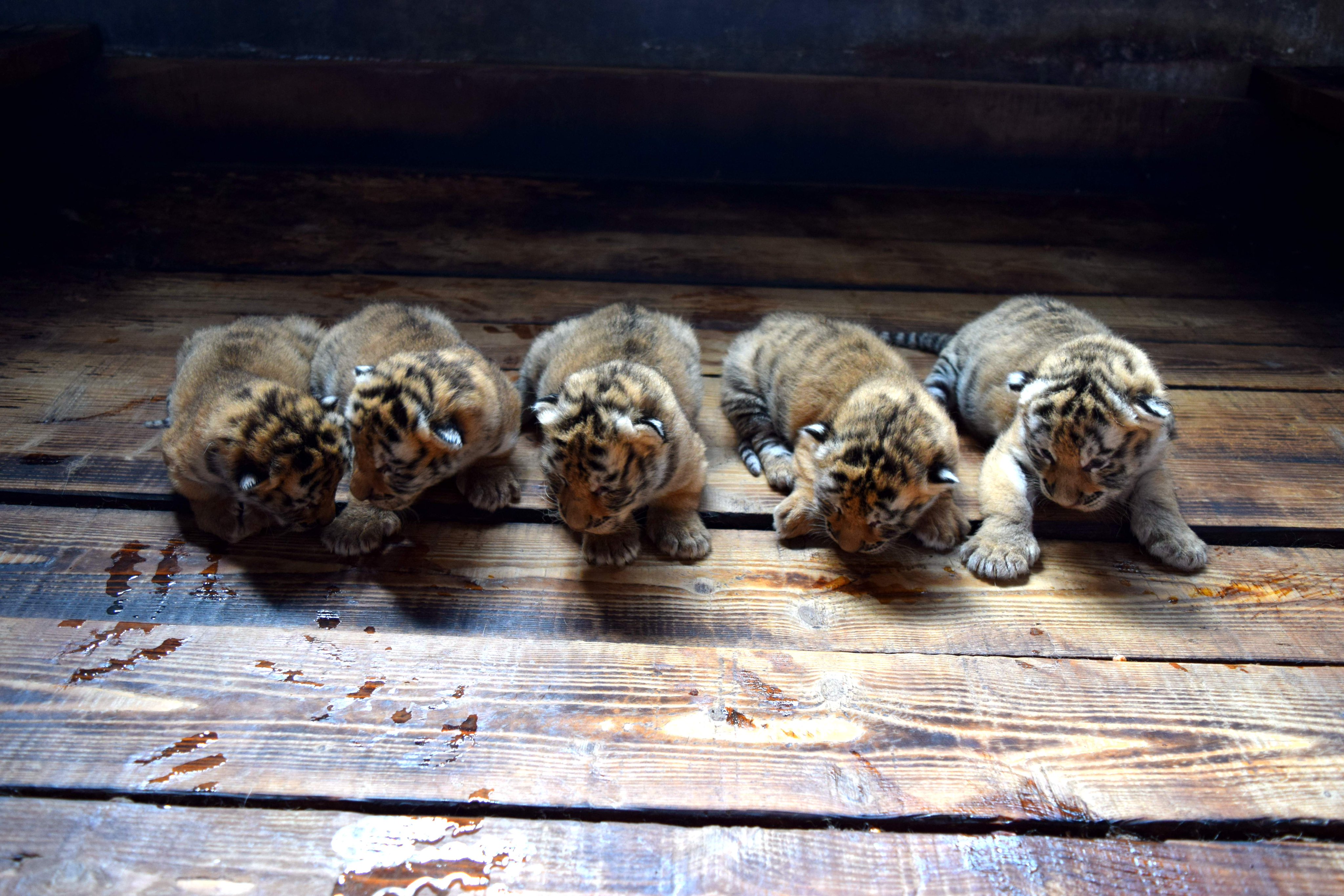 China Daily on X: "Great Mother! A Siberian tiger gave birth to five cubs  at NE China's Hengdaohezi Feline Breeding Center. Usually, Siberian tigers  give birth to two to four cubs at