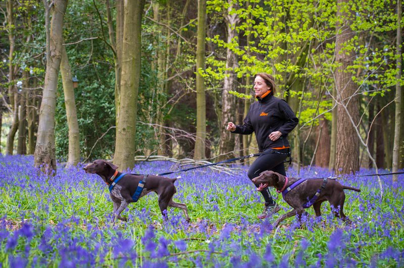 dogfituk's tweet photo. The bluebells are out and there are some stunning trails to explore with your dog this spring. #canicross #fittertogether #trailrunning #gsp #spring #bluebells https://t.co/iUrCYXuQ5s