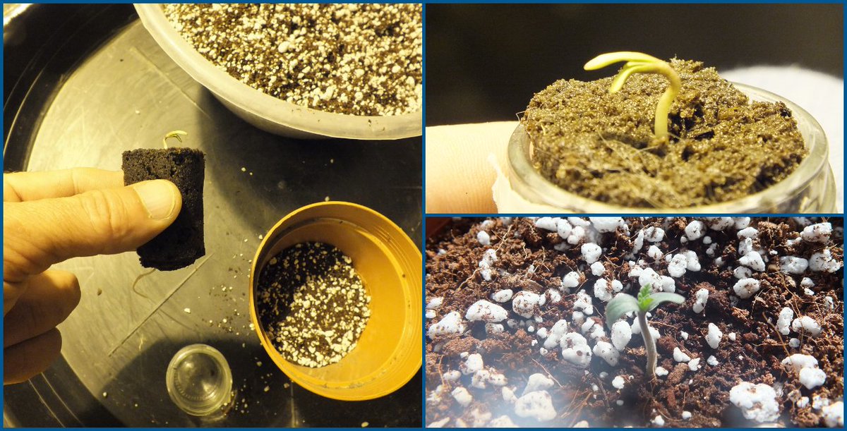 ShaggyGrower's tweet photo. Sprouting #SpaceCookies. 100% germination rate.
Soak seeds in water for 24hrs. Then into RootIt sponges until they show a root(s), then into Canna Coco Pro Plus with Perlite (50/50). 5ml of #ShogunKatanaRoots per 1l RO water.
Seeds by @paradiseseeds
#SCGrow #Weed #Cannabis https://t.co/7MmJtFCak4