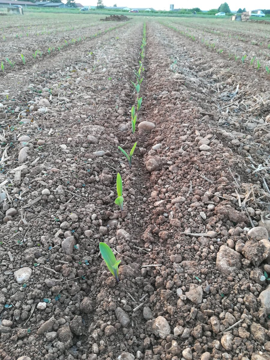 Soave_M's tweet photo. Precision planting by #STRIPTILLFARM https://t.co/tNFPPexSTX