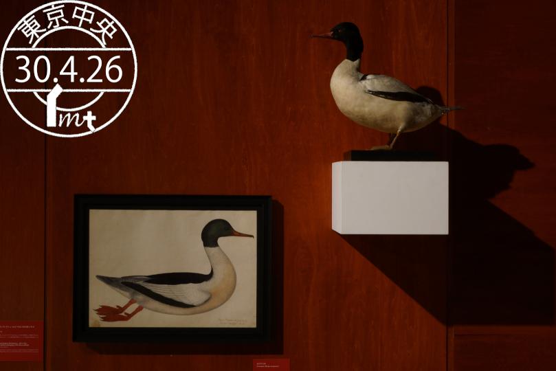 インターメディアテク 研究者コラム Hagaki を更新しました 今回は 紙に描かれた生物たち 秋篠宮眞子特任研究員 です T Co U57luu50vb インターメディアテク Intermediatheque Imt