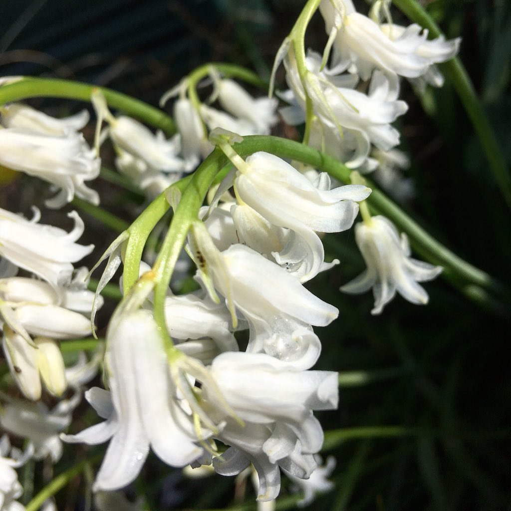 Did you know they also come in white? #bluebells #bluebellwatch