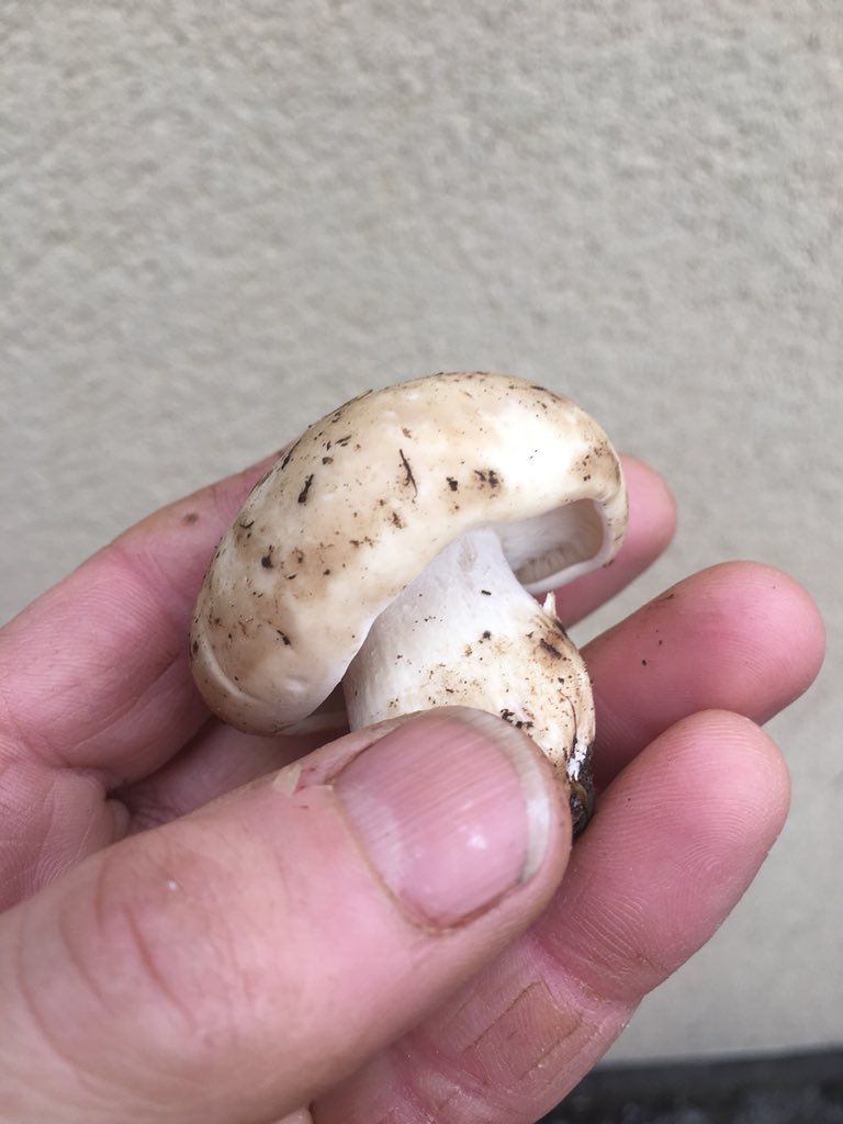 PJtaste's tweet photo. Four hours foraging in #Derbyshire and what have we got - a solitary St George’s mushroom - brilliant to get out though and see early purple orchids and cowslips covering the slopes! https://t.co/OBhs0rMGeW