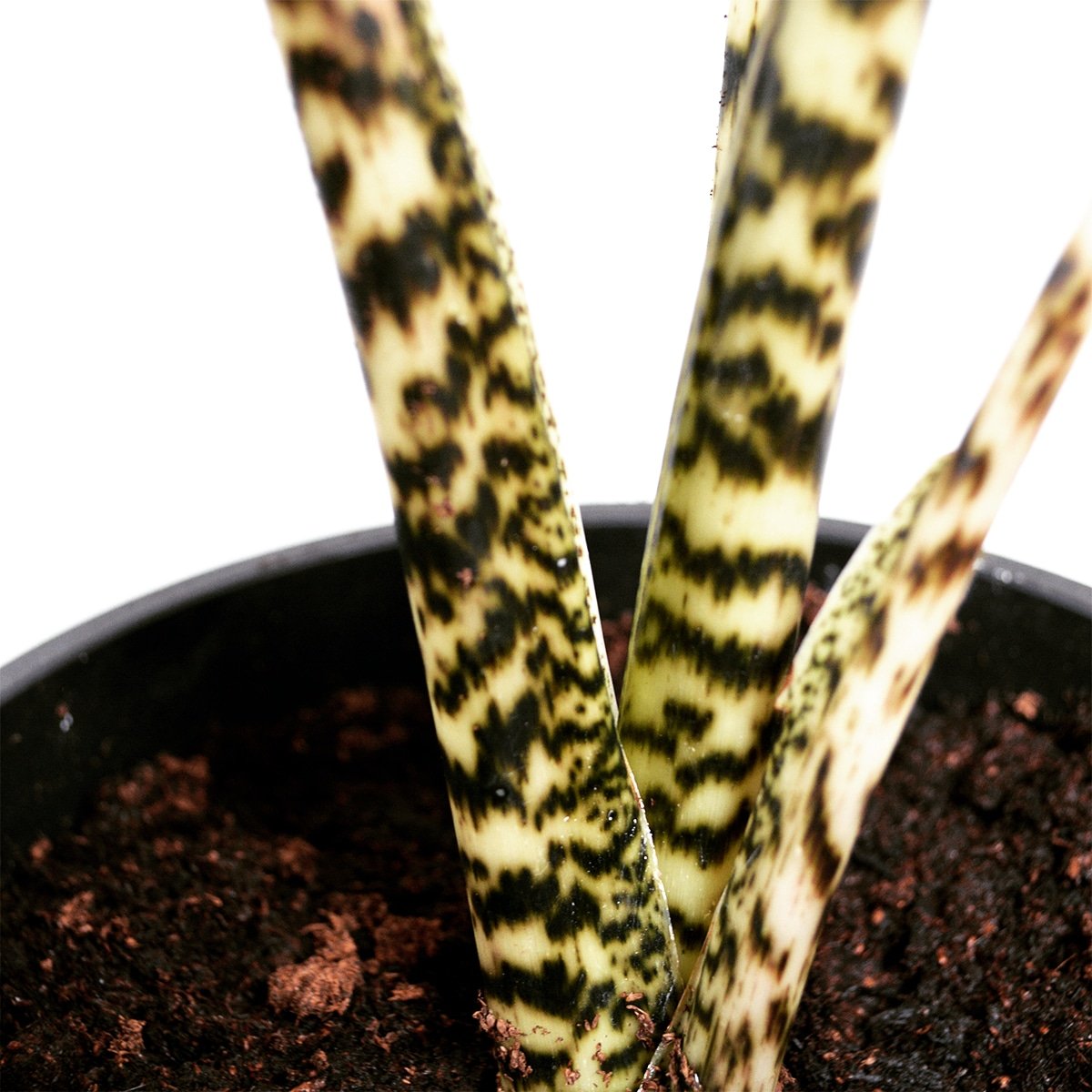 Just look at those stripes 😍 these Zebrinas are quickly becoming our favourite plant #zebrina #fridayfeeling