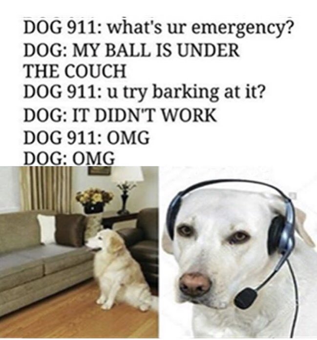DerbysDogPolice's tweet photo. Fun Friday.... https://t.co/vguXKIF9MX