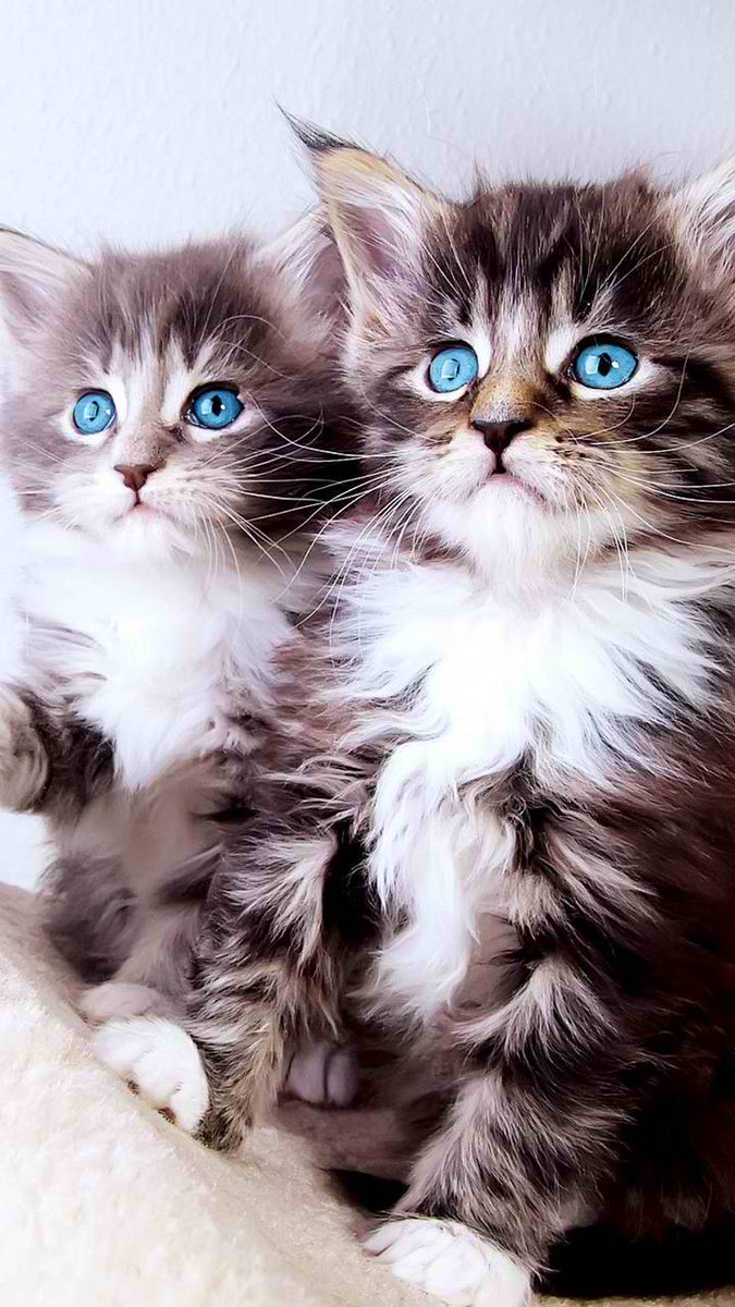 hyperShezzo's tweet image. 2 super cute kittens.
I really love cats.
:)