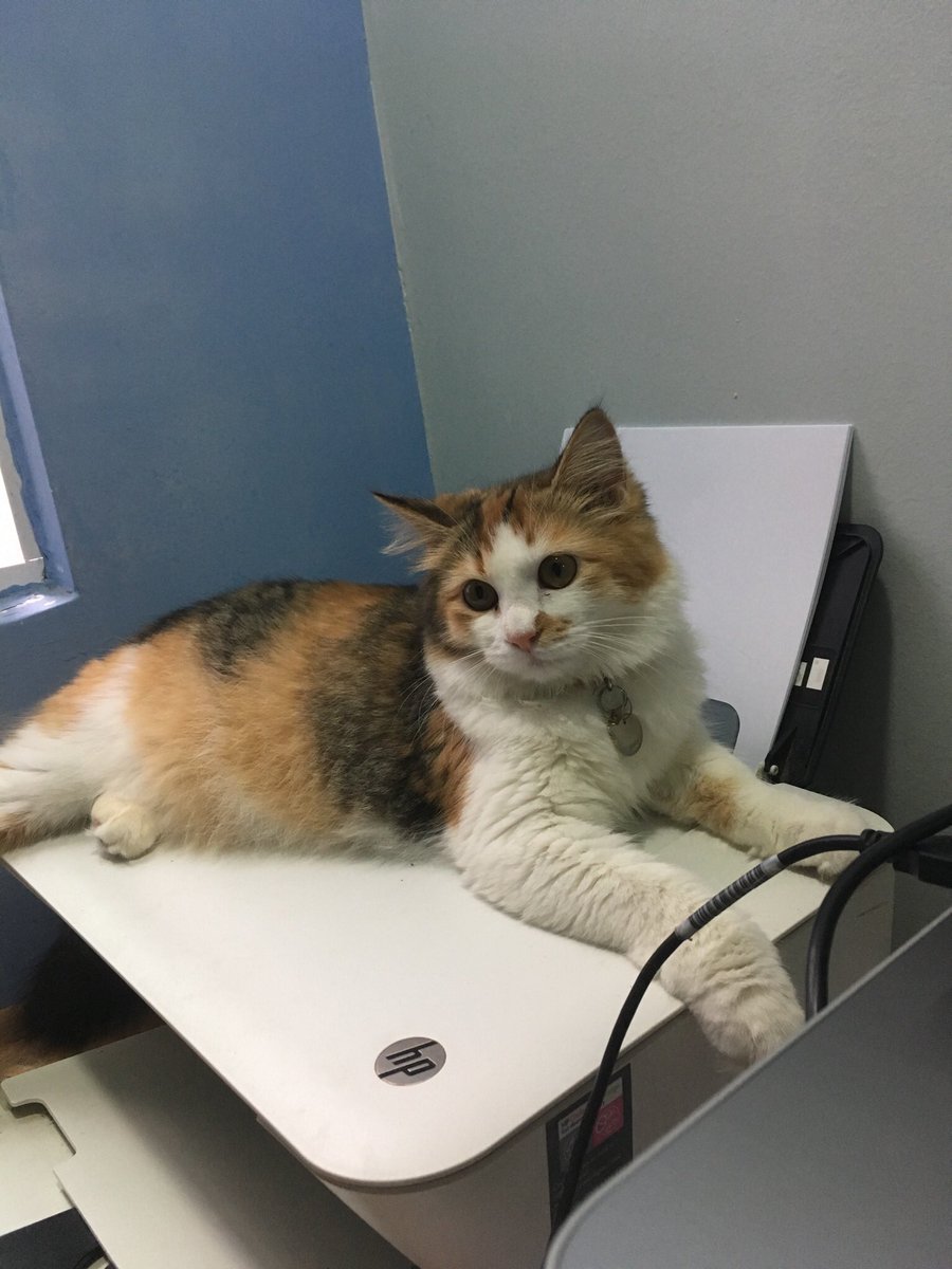 hazim820's tweet photo. Meow - Kiki, 2018 🐈 https://t.co/klXE2hckCw