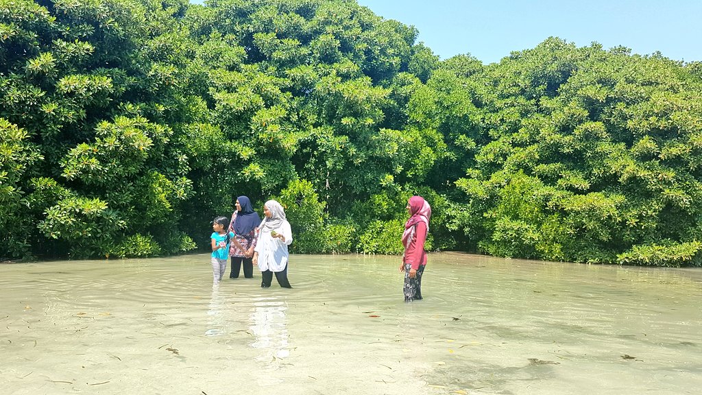 Exploring the beuatiful tidal #Mangroves of K. Huraa. Such lovely natural space with four true mangrove species. A walk through these mangroves trees leaves you completely relaxed and soothed. 
#Maldives #SaveMaldives #naturetours