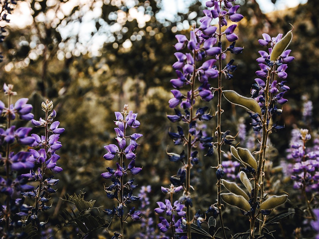 KadenColby's tweet photo. Spring is the best time of year! #spring #Flowers #lavender #Purple #photography https://t.co/CD74WUa6rR