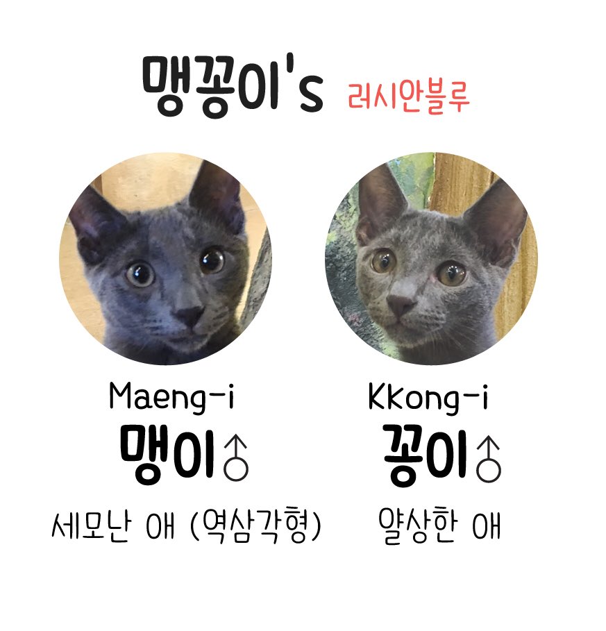 always_cat1's tweet photo. 세모난 애와 얄상한 애

홍대 고양이카페 오늘도고양이 https://t.co/hWPSVQOBoX