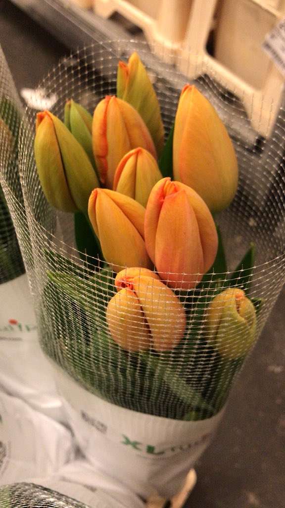All4youFlowers's tweet photo. Fijne Koningsdag! @All4youFlowers #tulp #mrbart #koningsdag https://t.co/NB5i0qg8TS