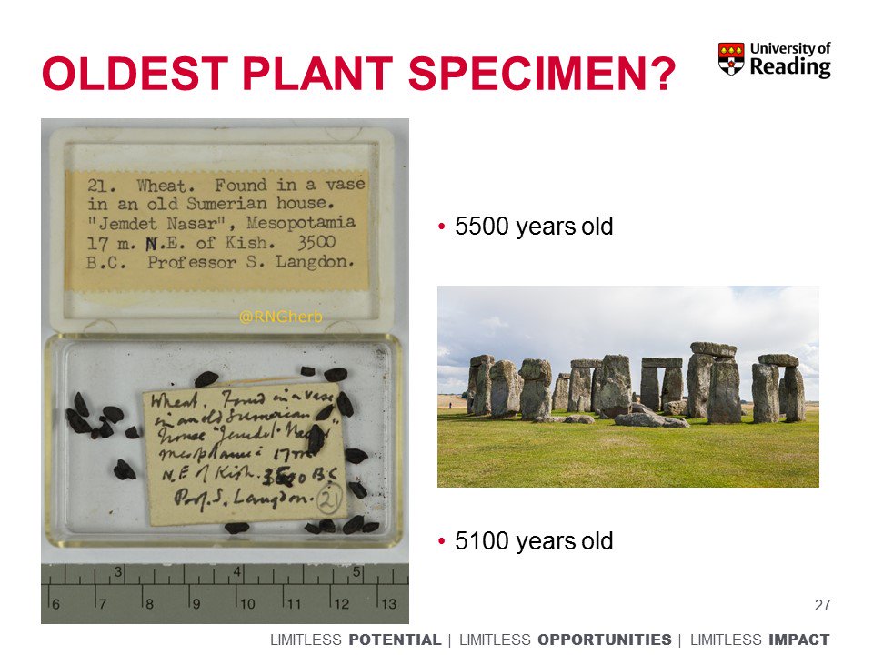 BotanyRNG's tweet photo. #NatSCA2018 the history of @UniofReading as an Agricultural extension college means we have some amazing material including the John Percival cereal collection @RNGherb https://t.co/gm5UgiYUY1