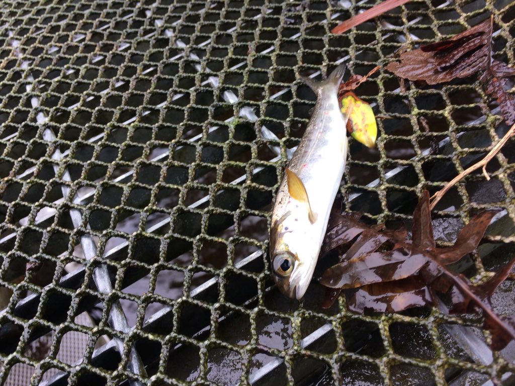 APRIL: Atlantic salmon smolts are on the move out to sea . We would expect 5000 - 8000 in a year. This is from about 500 adults spawning in the winter of 2015/2016. freshwater survival is on average 1% in  #Burrishoole  @MarineInst