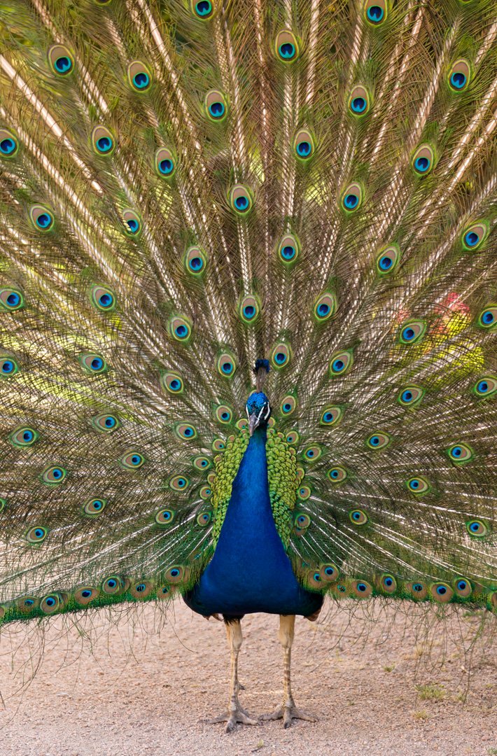 PatrimNacional's tweet photo. El jardín del Campo del Moro cuenta con una rica variedad de fauna, entre la que destacan sus espectaculares pavos reales #natureMW https://t.co/SJKD3e6Gdm