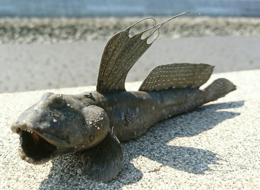 有明海の珍魚 ムツゴロウ とは 味や調理法 料理レシピを解説 旅行 お出かけの情報メディア