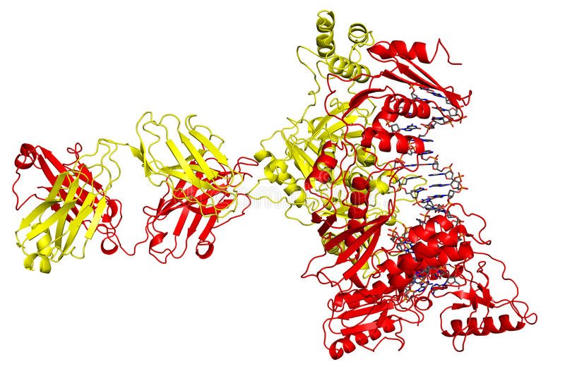 rheumat12's tweet image. #Architecture of an HIV-1 #reversetranscriptase initiation complex
Submit work: rheumatology@journalsoa.org
Explore: goo.gl/vC54xz