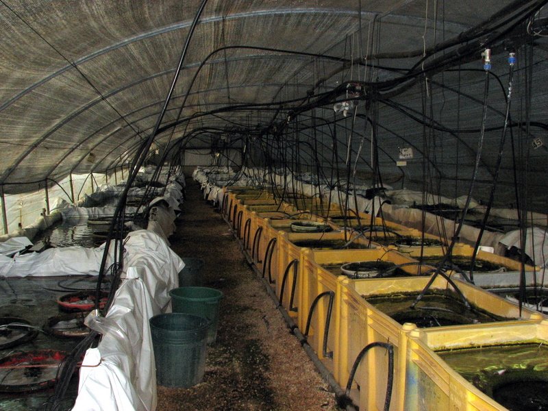 Multi Feed On Twitter Catfish Farming Turn Your Backyard