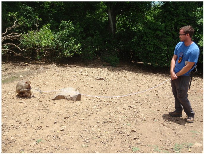 InesFuertbauer's tweet photo. Never in my wildest dreams did I think I'd include pictures of you @nyuprimatology in my lecture slides. But now you are there. (ps: nice pose) #hormonesandbehaviour from: https://t.co/vXQWbeCYIZ https://t.co/i4BK7I78J6
