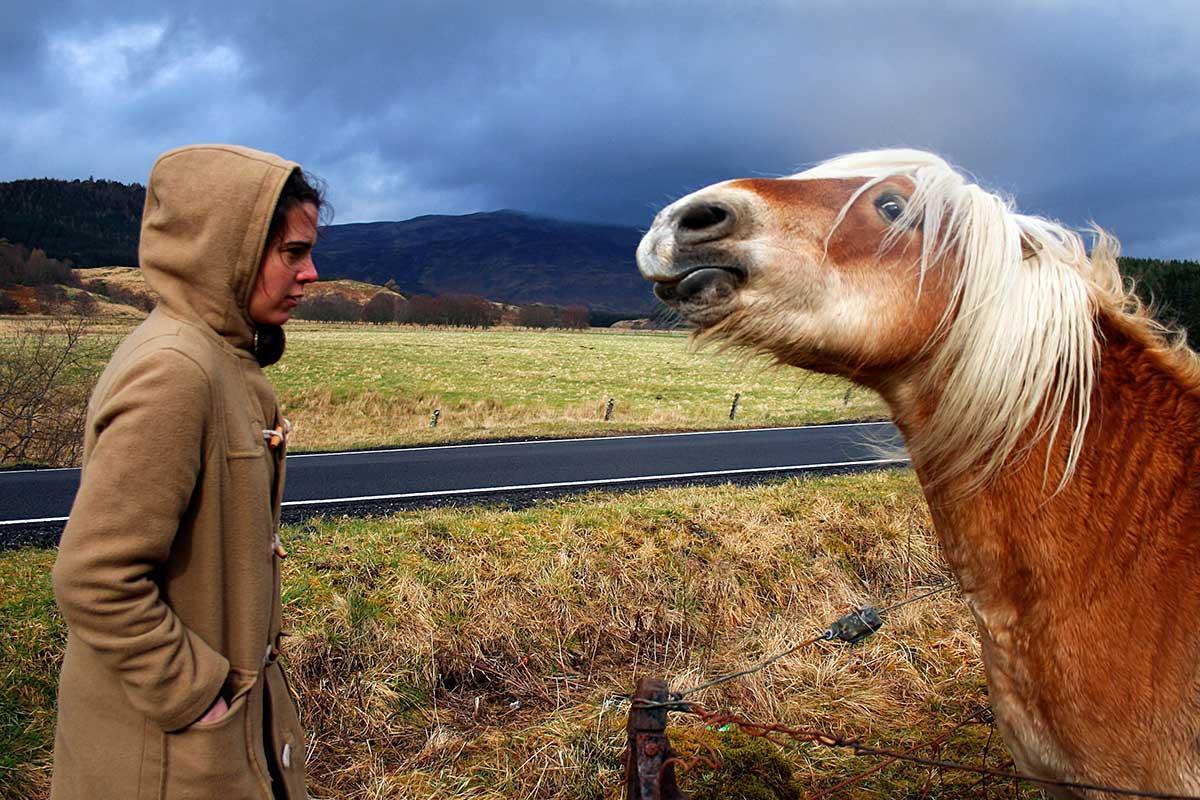 newscientist's tweet photo. Horses remember if you smiled or frowned when they last saw you https://t.co/NUodCG4Aab https://t.co/GZmCQan2f3