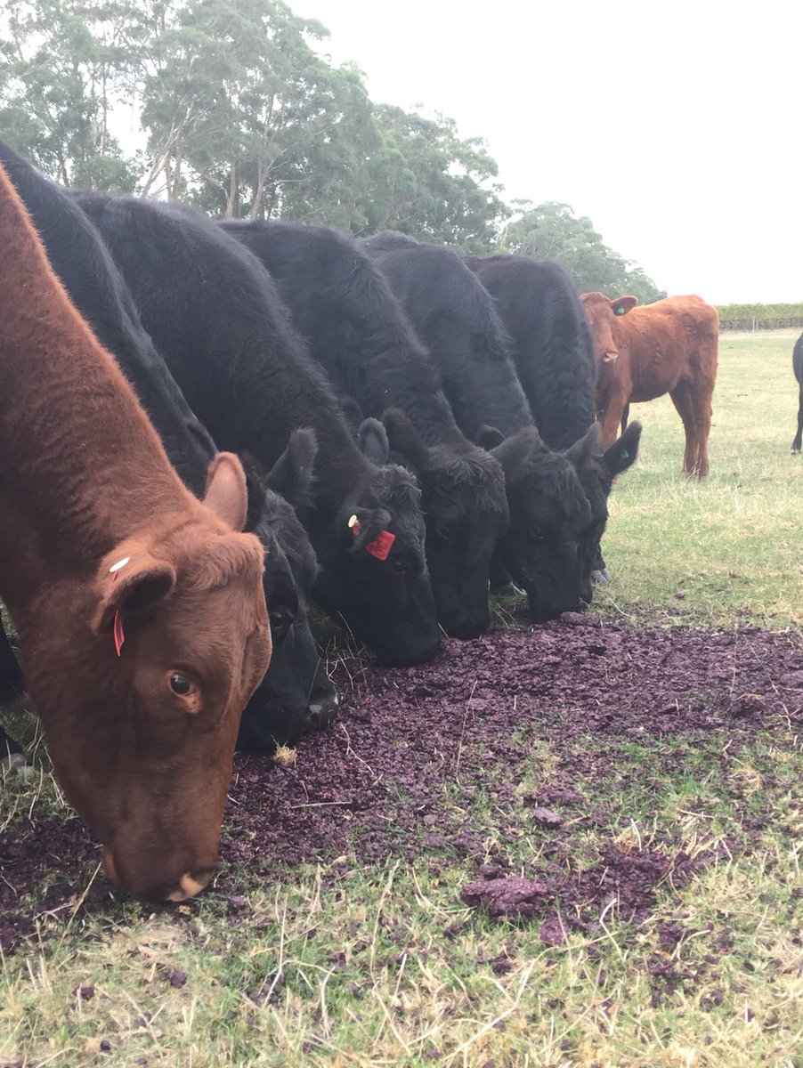 sdepury's tweet photo. Our cows enjoyed their last feed of 2018 grape skins a few days ago.
Now I’m looking forward to pouring &amp; talking about 2015 Yeringberg wines tomorrow 12-2.00 @PrinceWineStore https://t.co/FMIuZcfjca