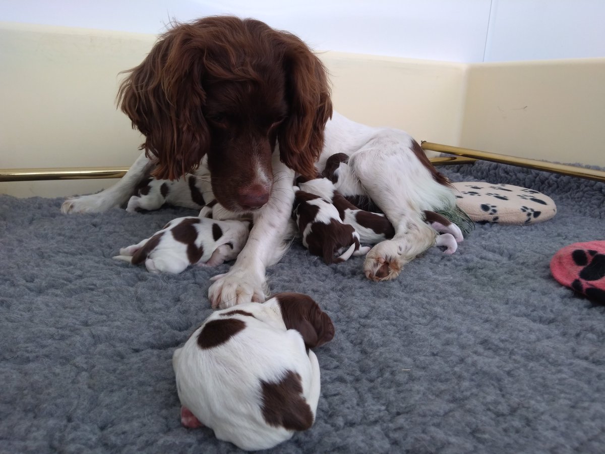 MetTaskforce's tweet photo. It is with pleasure that I can announce the successful
arrival of the Phoenix litter into the Met family. ‘Belle’ successfully gave birth to 7x beautiful English Springer Spaniels (4x boys and 3x girls) They will join the Mets crime fighting teams next year. -4347U https://t.co/g267ONumg2