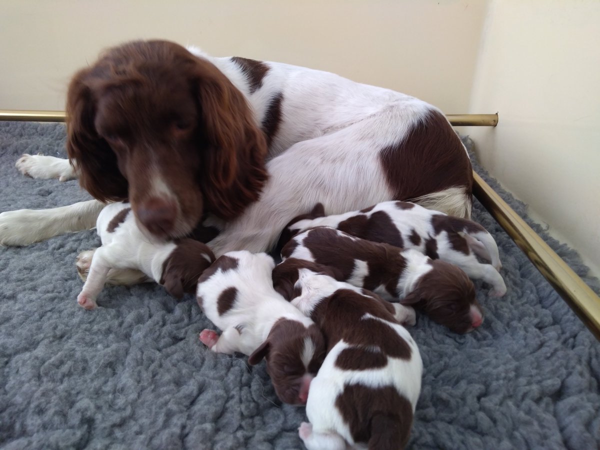 It is with pleasure that I can announce the successful
arrival of the Phoenix litter into the Met family. ‘Belle’ successfully gave birth to 7x beautiful English Springer Spaniels (4x boys and 3x girls) They will join the Mets crime fighting teams next year. -4347U