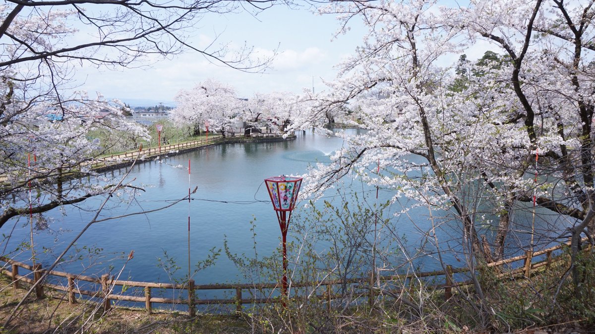 なおぞう 秋田の地域ブロガー 横手市増田町の真人公園が満開 明日あさっての週末がピークかもしれないです 秋田桜調査隊 真人公園 桜まつり 桜 なおぞう 秋田の地域ブロガー 横手市増田町の真人公園が満開 明日あさっての週末がピークかもしれないです 秋田桜調査隊 真人公園 桜まつり 桜