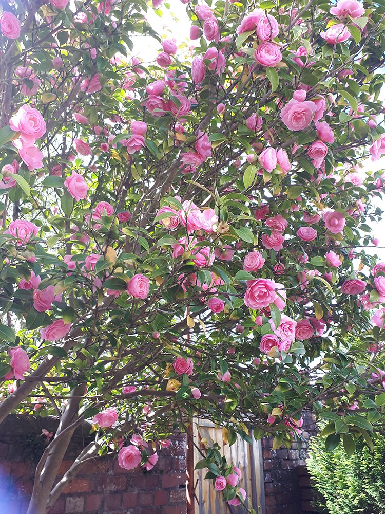 AloeHolistics's tweet photo. First spring in our home and it's amazing to see what's coming through! So glad we left the garden! https://t.co/GeLb8yJeyD