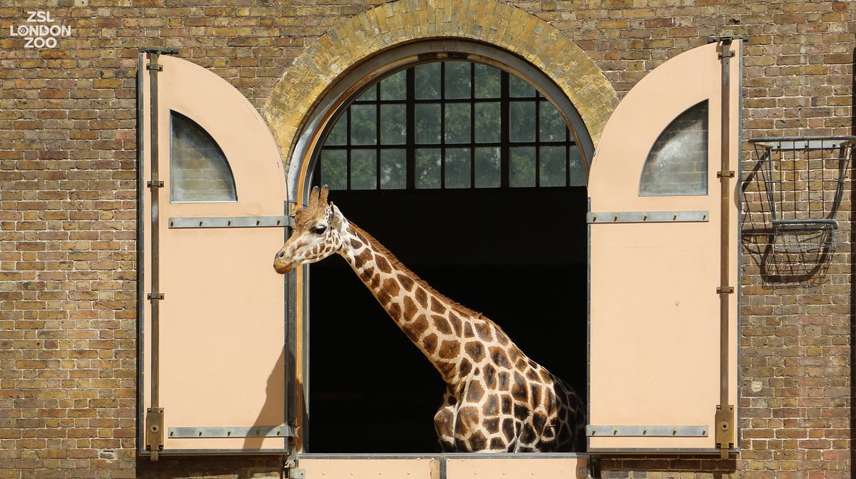 【レア】　 London giraffe 1970's 18” Leather Wrapped Hand Painted Giraffe Model | Chairish