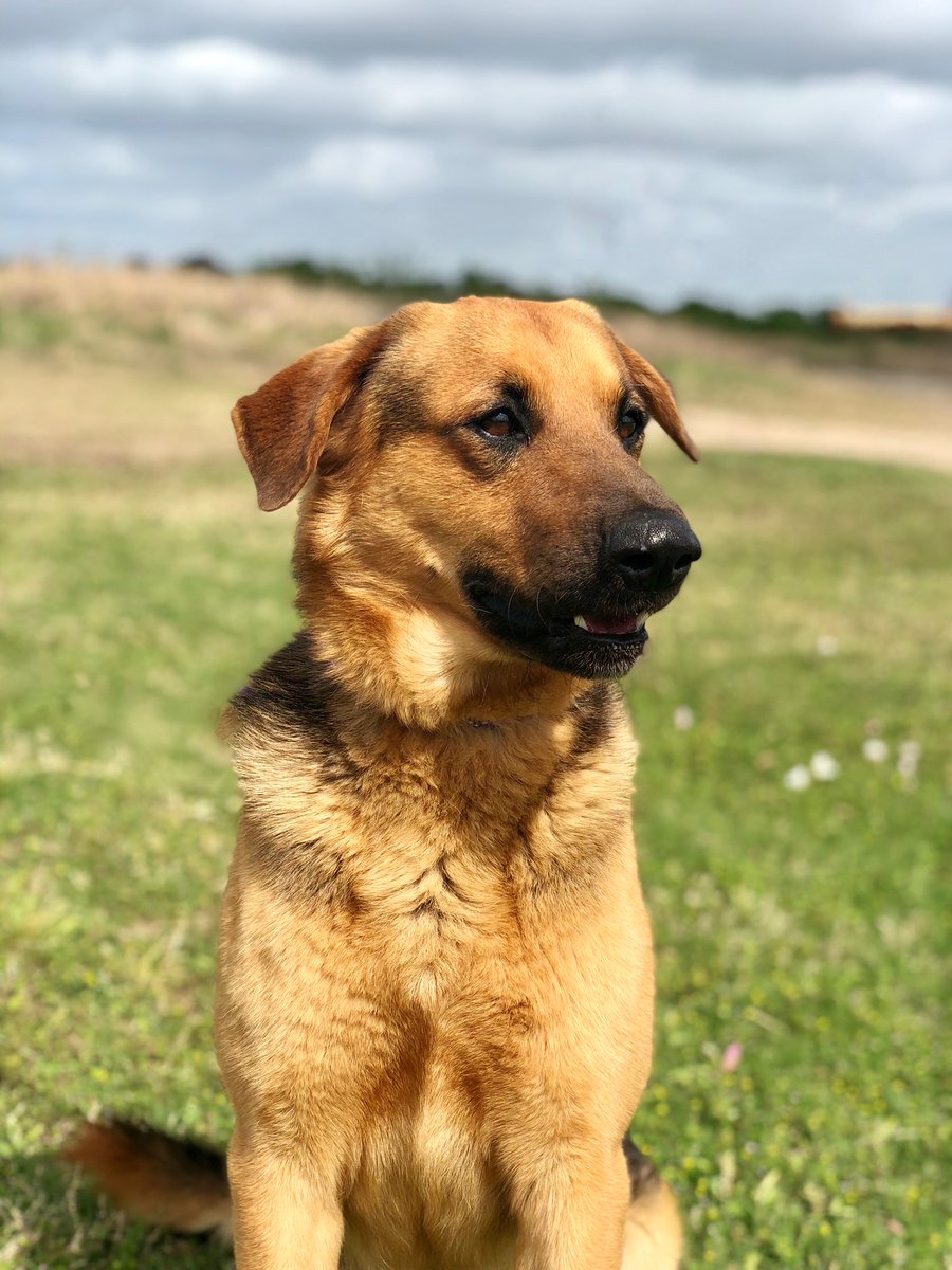 15 Best Photos Pet Adoption In Pasadena Tx / Pet Adoption Center Petspasadenatx Twitter