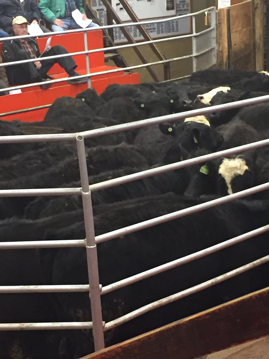 Keady Spring sale today 1277 Head
27 blk #ontag raised steers sell at 706lbs at 231 🇨🇦$
New Liskeard 
27 blks same owner at 815 at 206.50
<a href="/OntarioBeef/">Ontario Beef</a> <a href="/BeefNorth/">BeefNorth</a> 
<a href="/scott_kuhl/">Keady Livestock Market</a> selling