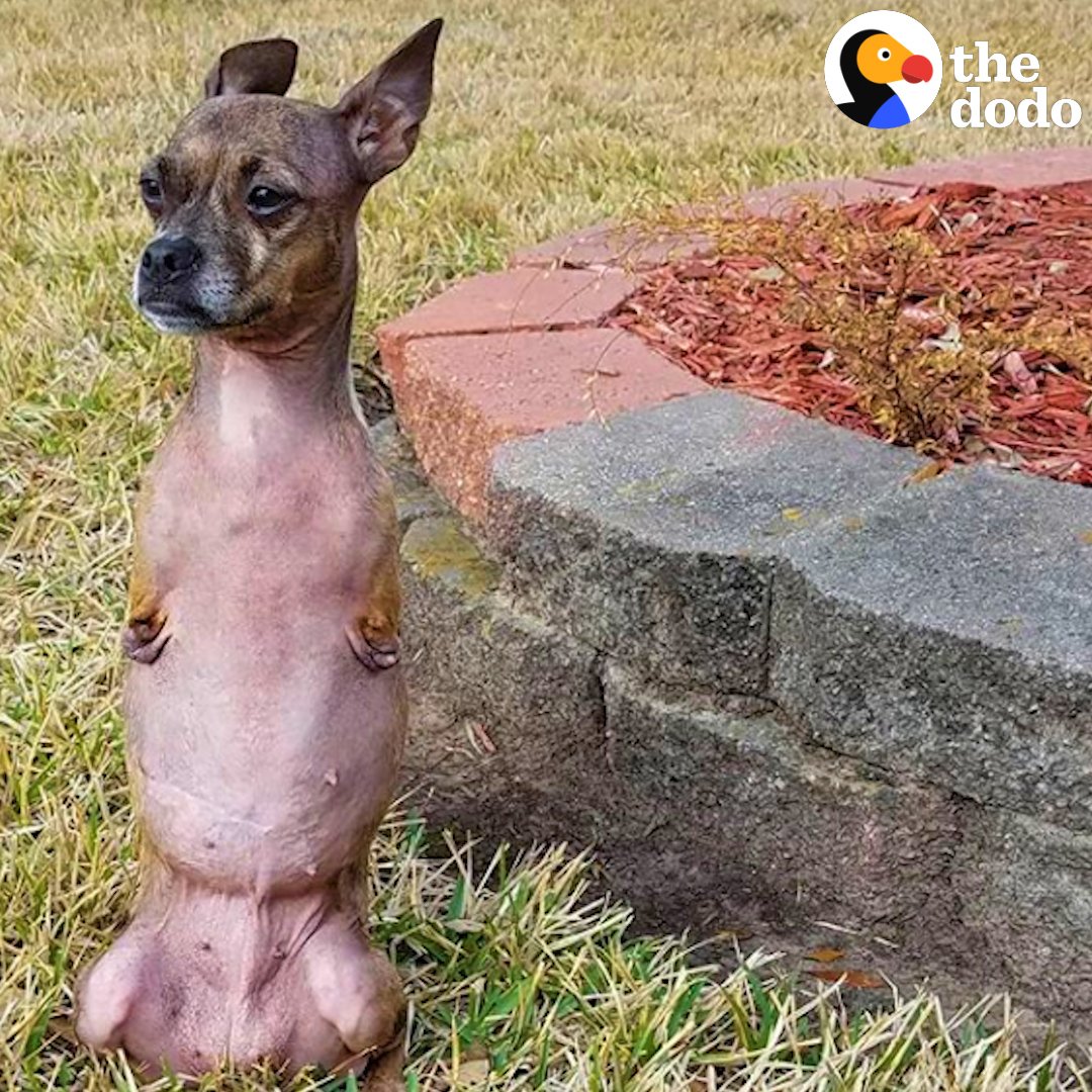 The Dodo on Twitter "This dog hops like a kangaroo on her two back