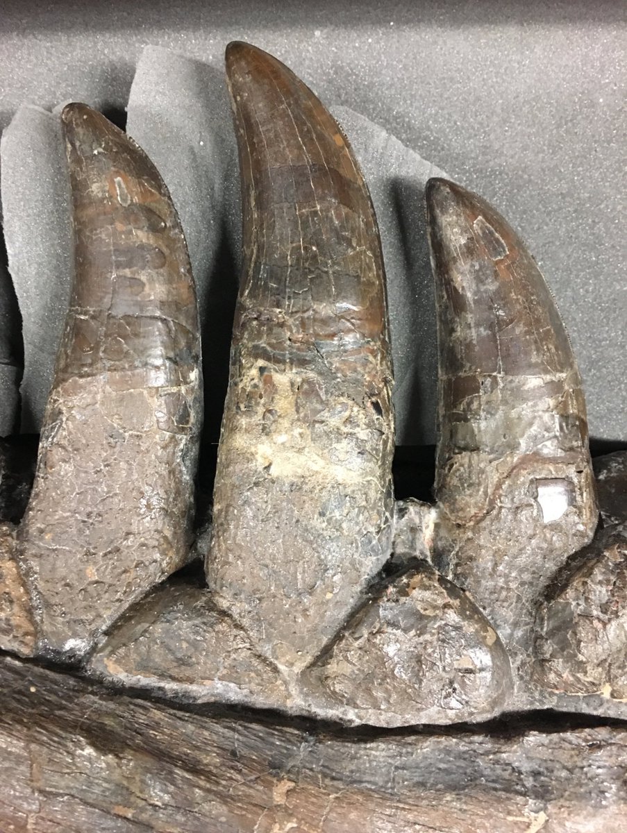 NHMdinolab's tweet photo. For all you T. rex groupies out there here’s some of the dentary teeth from the first skeleton of this species ever found now at @NHM_London , collected by Barnum Brown in 1900, from Wyoming, USA #fossilfriday #NHMdino https://t.co/wAvHPkxBhC