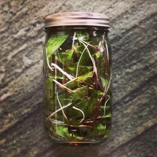 elements princeton tweet media