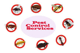 chennai_ads's tweet image. Natures Way Best Pest Control Management In Chennai.

*Cockroach Control(Herbal/Gel Service)
* Rodent Management
* Wood Borer
* Bed Bugs
* Mosquito 

Contact Details - click.in/chennai/nature…

#PestControllers #PestService #PestManagement