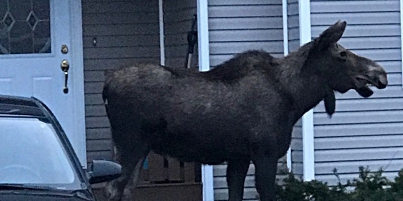 VOCMNEWS's tweet image. Jovial Moose Enjoys A Stroll Through Paradise vocm.com/news/jovial-mo…