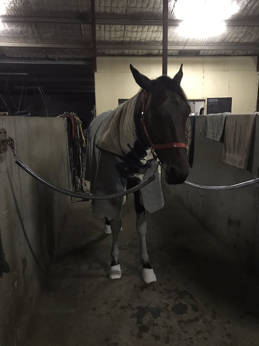 Katehargreaves7's tweet photo. We are off to Sydney! The trainer is nervous, the driver is in form and the horses don't know what all the fuss is about. Win, lose or draw I am so proud of Jojo for making the APG final, she has nothing to prove to anyone. #GoJojo #GoMaxy #K&ARacing https://t.co/vBRtjTCTvm