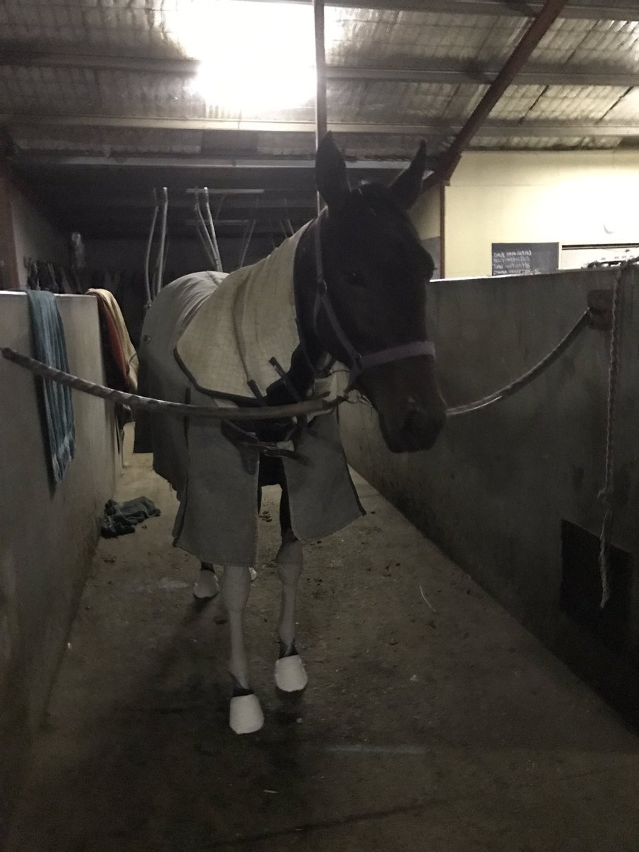 Katehargreaves7's tweet photo. We are off to Sydney! The trainer is nervous, the driver is in form and the horses don't know what all the fuss is about. Win, lose or draw I am so proud of Jojo for making the APG final, she has nothing to prove to anyone. #GoJojo #GoMaxy #K&ARacing https://t.co/vBRtjTCTvm