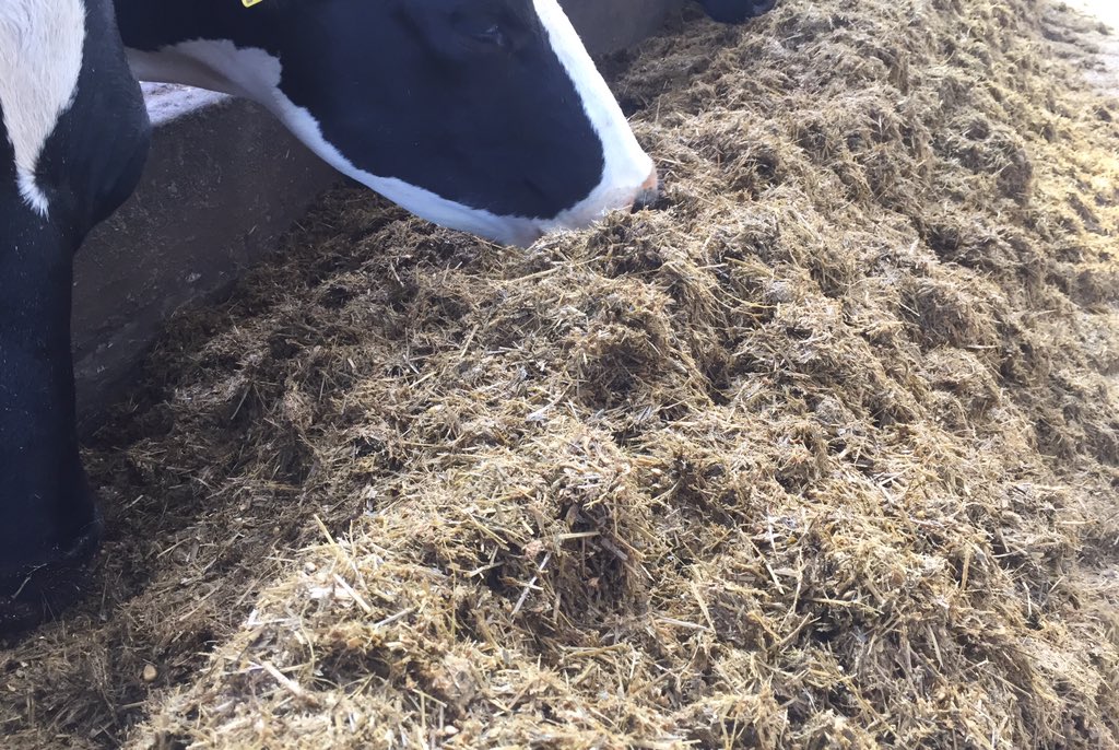 On farm demo #trioliet #happycows