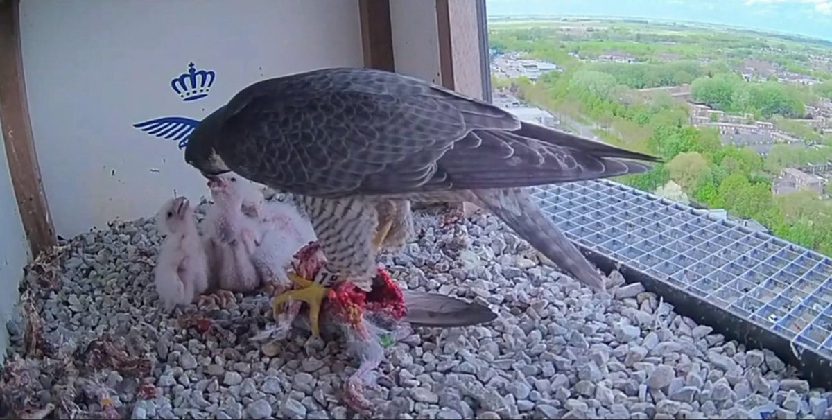 We now have a NEW camera following a Peregrine couple with four chicks! To view the new camera visit Cam 2 on our Peregrine Falcon Live Feed page - birdfood.co.uk/peregrine-falc… #cjwebcams #peregrine