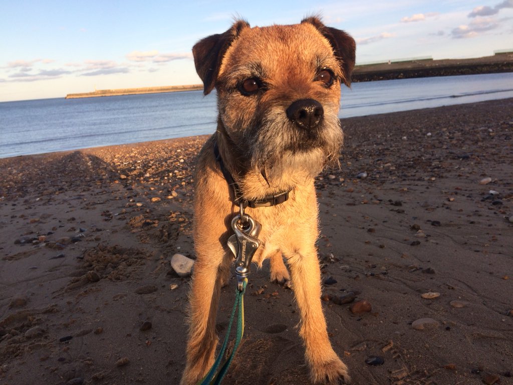 Bakingbugcakes's tweet photo. ...and sometimes something really sad happens and you just have to do something to make that persons life mean something...

3.7miles from #rokerriviera to Whitburn and back to #finishformatt with a donation to @Brathay 

#bighugs
#borderterrier
#sunderlandhour https://t.co/28isB5VeGr
