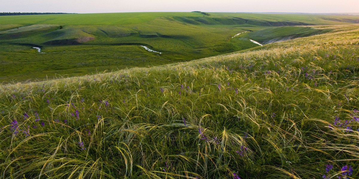 Шестой день #MuseumWeek посвящён теме природы. И сегодня мы хотим рассказать о ковыльных степях Куликова поля. #natureMW #КуликовоПоле